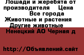 Лошади и жеребята от производителя. › Цена ­ 120 - Все города Животные и растения » Другие животные   . Ненецкий АО,Черная д.